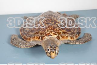 Turtle body photo reference 0055